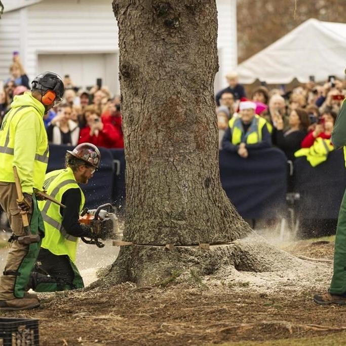 A green giant: This year's 74-foot Rockefeller Center Christmas tree is en route from Massachusetts